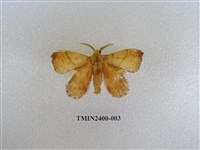 藏品(弦月枯葉蛾)的圖片